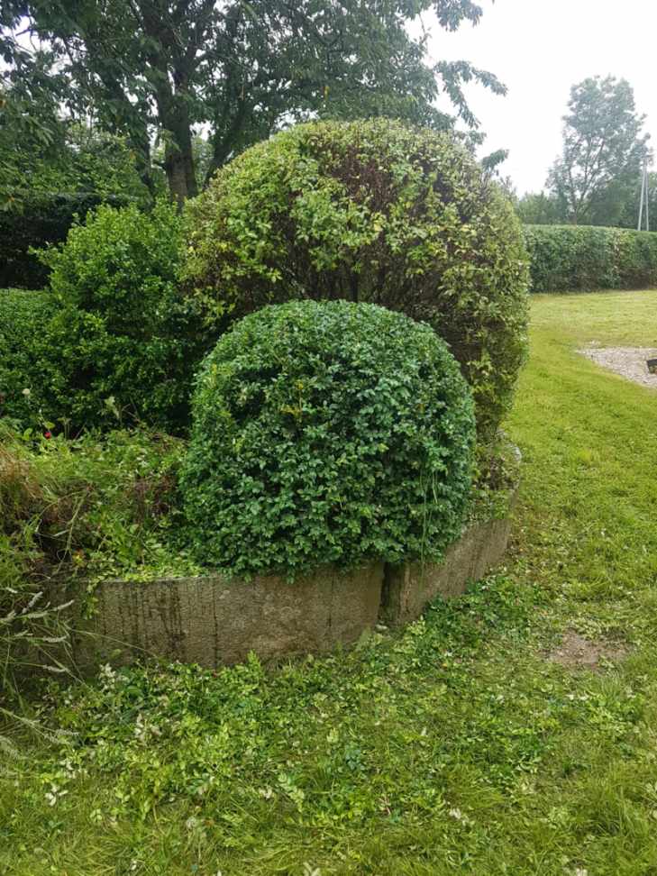 taille-haie (3)